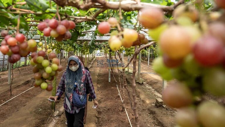 Pengunjung berjalan di kebun anggur milik Kelompok Tani Duyu Bangkit di Kelurahan Duyu, Palu, Sulawesi Tengah, Kamis (30/5/2024). (bmzIMAGES/Basri Marzuki)