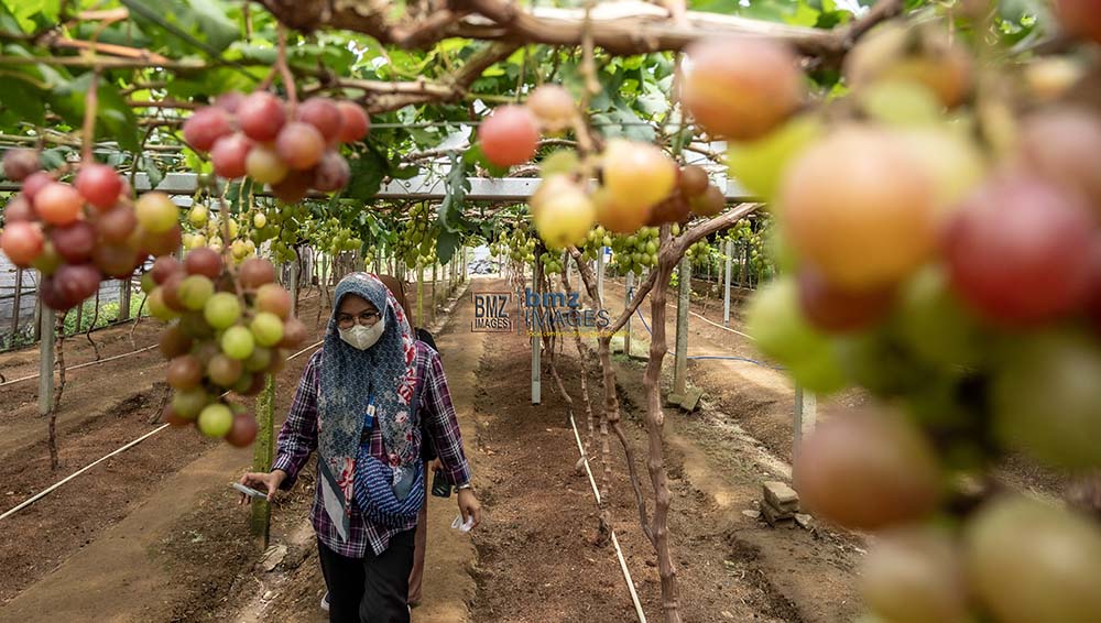 Pengunjung berjalan di kebun anggur milik Kelompok Tani Duyu Bangkit di Kelurahan Duyu, Palu, Sulawesi Tengah, Kamis (30/5/2024). (bmzIMAGES/Basri Marzuki)