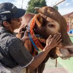 Peternak Agus Muranto (kiri) mengelus sapi kurban bantuan Presiden RI untuk terakhir kalinya sebelum disembelih di kawasan Masjid Jami Talise, Palu, Sulawesi Tengah, Senin (17/6/2024). (bmzIMAGES/Basri Marzuki)