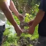 Senpi rakitan yang ditemukan warga saat menggali tanah untuk tanam pisang. (Foto: Humas Madago Raya)