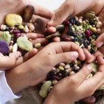 Kacang-kacangan merupakan sumber protein dan mineral yang terjangkau bagi sebagian besar penduduk pedesaan di dunia. (Foto: FAO)