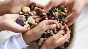 FAO Ajak Masyarakat Konsumsi Kacang-kacangan Lokal