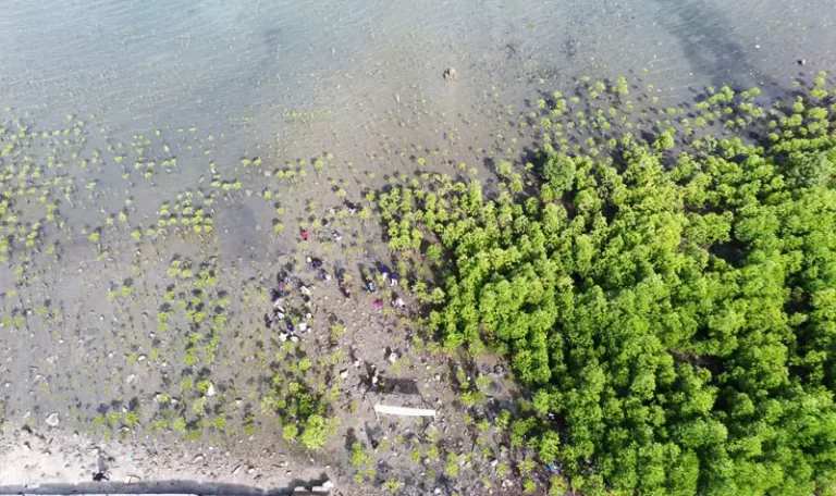 Bentangan mangrove pada penananman 1000 mangrove di Pantai Dupa, Teluk Palu, Layana Indah,, Sabtu (10/5/2025). (bmzIMAGES/Basri Marzuki)