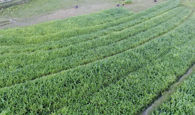 Petani memanen jagung di Desa Porame, Sigi, Minggu (11/5/2025). (bmzIMAGES/Basri Marzuki)