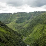 Hutan di Papua Nugini. ©️FAO/Cory Wright