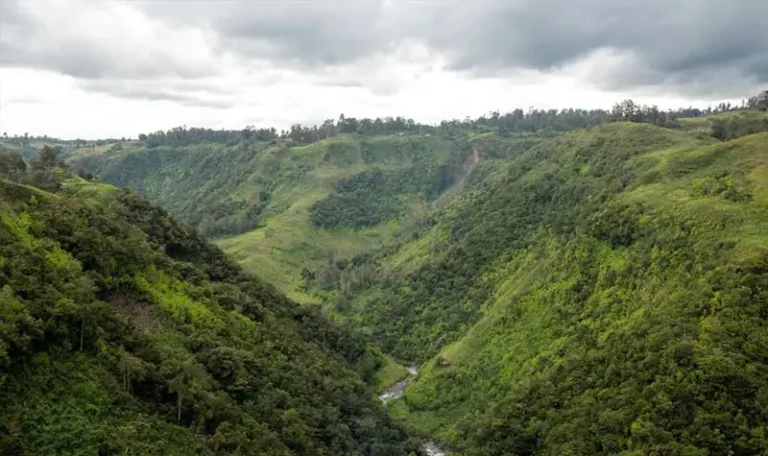 Hutan di Papua Nugini. ©️FAO/Cory Wright